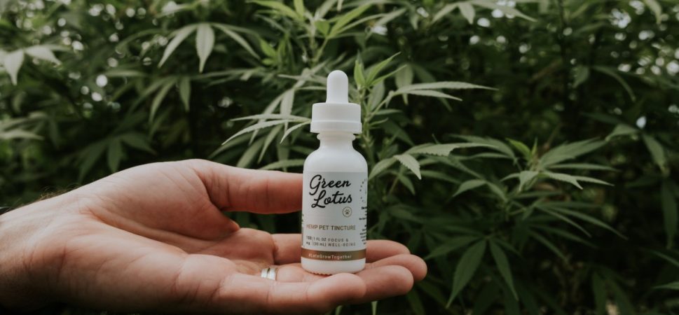 Things That Nobody Told You About The Organic CBD Hemp Oil