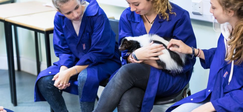 Get all the decent care from the animal hospitals!