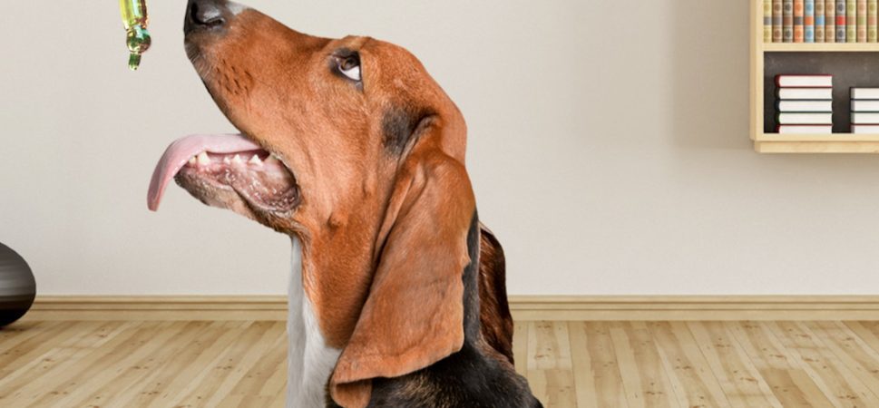 CBD Pets: How to Treat Your Pets With CBD Products?