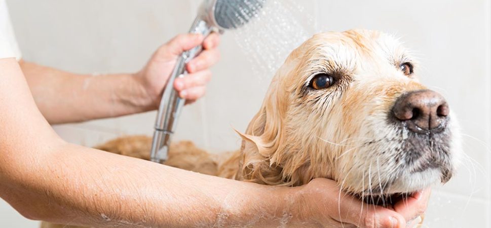 Keep Your Dog Comfortable and Beautiful with Proper Trimming