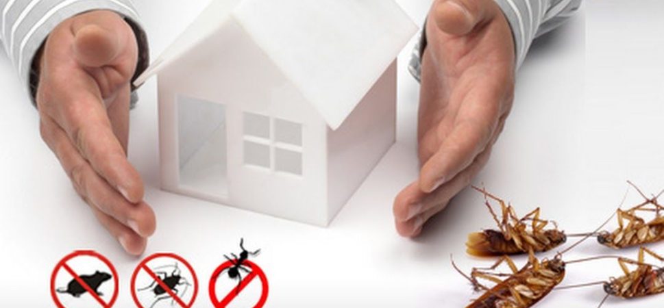 Pest Control Service is Needed for Totally Eliminating the Pests from Your Home.