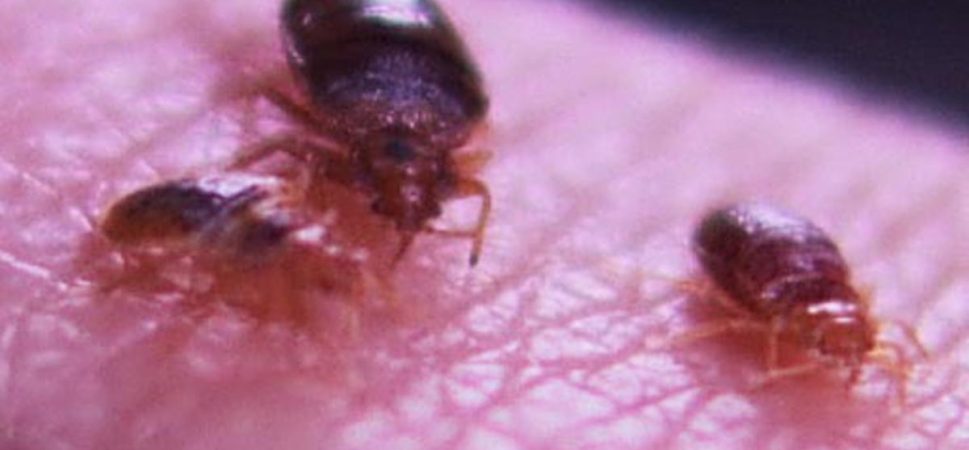 When to Move Furniture for Parasite Control?