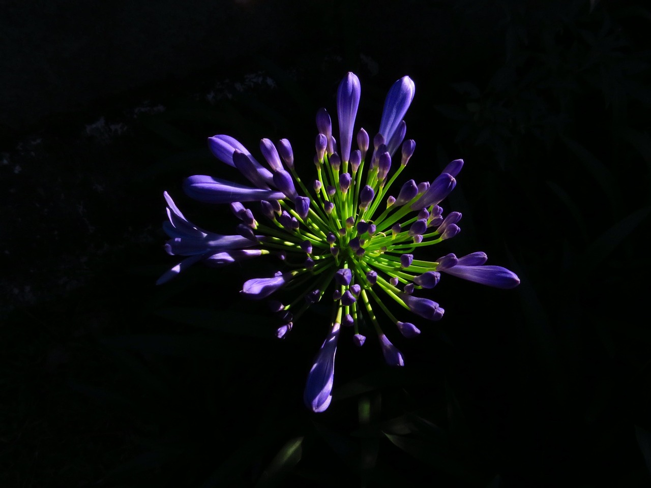 Flower, featured, flower background — Gap Year Volunteer Programs With Positive Cultural Exchange