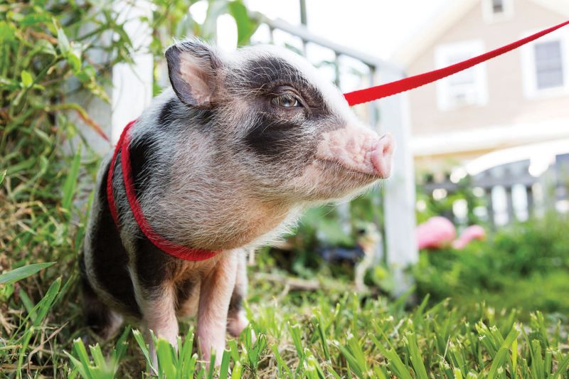 Socializing Your Pet Pig: The Importance of Companionship and Training
