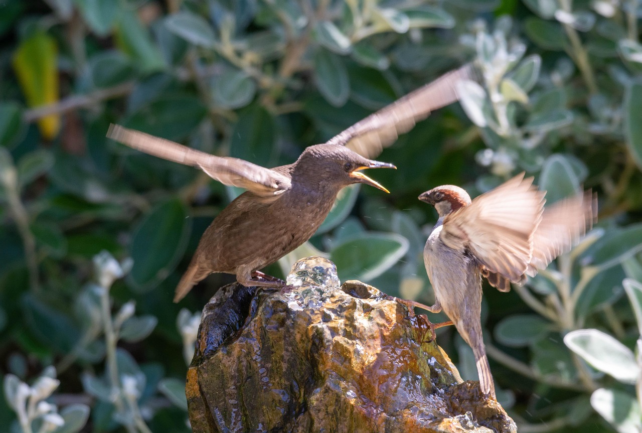 Starling, sparrow, bird — The Rise of Decentralized Finance Platforms