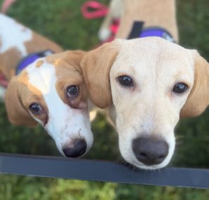 Two close-up dogs looking curiously at the camera in a grassy area