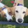 Two close-up dogs looking curiously at the camera in a grassy area
