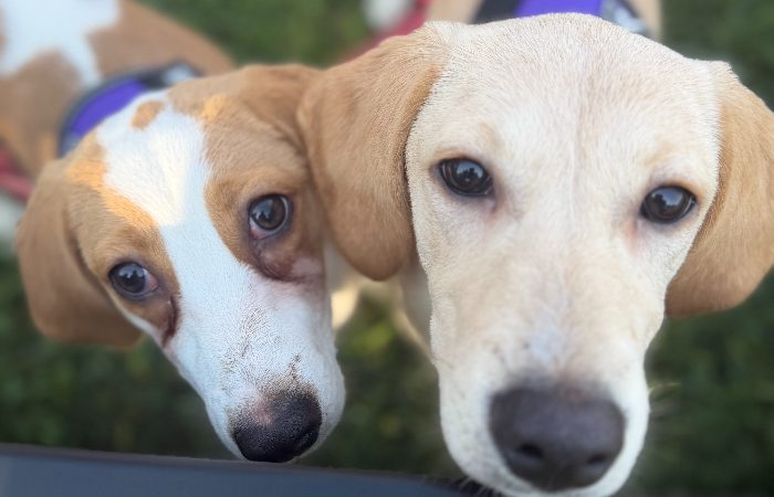 Two close-up dogs looking curiously at the camera in a grassy area